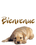 Gif animé bienvenue chien